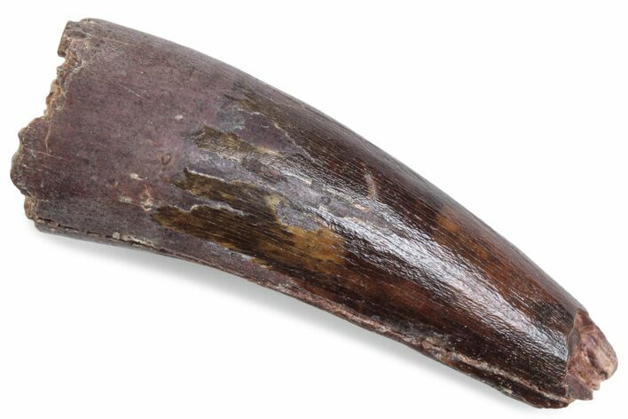 Fossil Spinosaurus Tooth - Real Dinosaur Tooth #376583